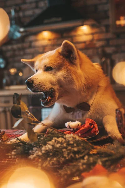 Pet Conceito Amante Cão Japonês Véspera Brilhar Bokeh Dezembro Noel — Fotografia de Stock