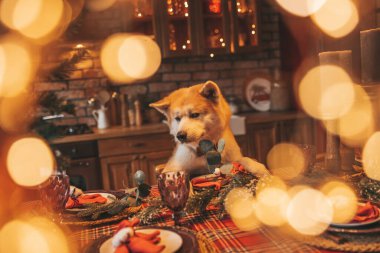 Evcil hayvan sever Japon köpeği kavramı Bokeh twinkle Eve 25 Aralık Noel ağacı ahşap kır evinde. Yeni yıl çelenkleri Noel 'de insanlar gibi evcil hayvanları aydınlatır.