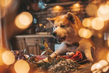Evcil hayvan sever Japon köpeği kavramı Bokeh twinkle Eve 25 Aralık Noel ağacı ahşap kır evinde. Yeni yıl çelenkleri Noel 'de insanlar gibi evcil hayvanları aydınlatır.