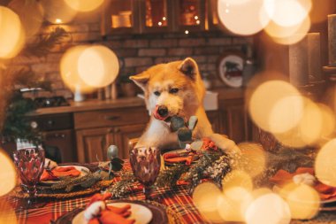 Evcil hayvan sever Japon köpeği kavramı Bokeh twinkle Eve 25 Aralık Noel ağacı ahşap kır evinde. Yeni yıl çelenkleri Noel 'de insanlar gibi evcil hayvanları aydınlatır.