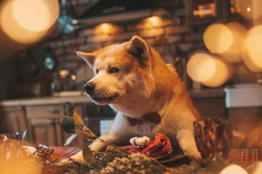 Evcil hayvan sever Japon köpeği kavramı Bokeh twinkle Eve 25 Aralık Noel ağacı ahşap kır evinde. Yeni yıl çelenkleri Noel 'de insanlar gibi evcil hayvanları aydınlatır.