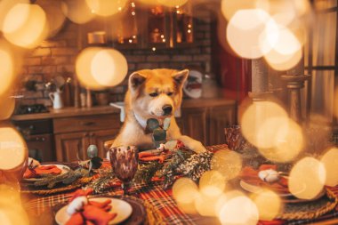 Evcil hayvan sever Japon köpeği kavramı Bokeh twinkle Eve 25 Aralık Noel ağacı ahşap kır evinde. Yeni yıl çelenkleri Noel 'de insanlar gibi evcil hayvanları aydınlatır.
