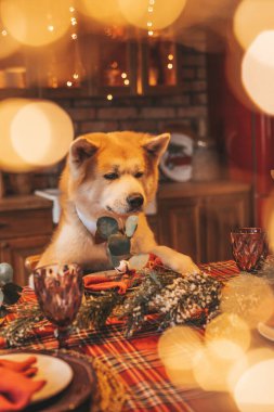 Evcil hayvan sever Japon köpeği kavramı Bokeh twinkle Eve 25 Aralık Noel ağacı ahşap kır evinde. Yeni yıl çelenkleri Noel 'de insanlar gibi evcil hayvanları aydınlatır.