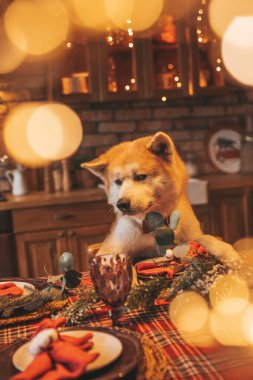 Evcil hayvan sever Japon köpeği kavramı Bokeh twinkle Eve 25 Aralık Noel ağacı ahşap kır evinde. Yeni yıl çelenkleri Noel 'de insanlar gibi evcil hayvanları aydınlatır.