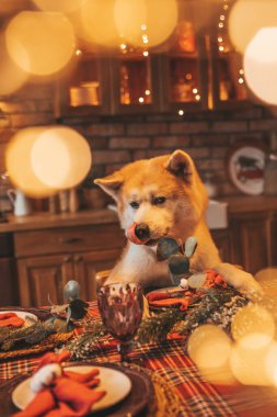 Evcil hayvan sever Japon köpeği kavramı Bokeh twinkle Eve 25 Aralık Noel ağacı ahşap kır evinde. Yeni yıl çelenkleri Noel 'de insanlar gibi evcil hayvanları aydınlatır.