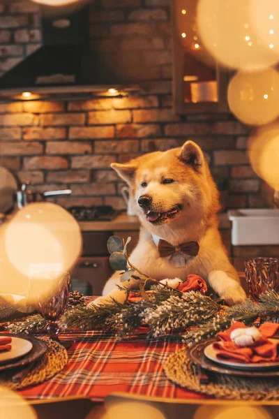 Evcil hayvan sever Japon köpeği kavramı Bokeh twinkle Eve 25 Aralık Noel ağacı ahşap kır evinde. Yeni yıl çelenkleri Noel 'de insanlar gibi evcil hayvanları aydınlatır.