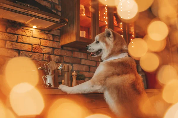 Pet Lover Concept Chien Japonais Sur Bokeh Twinkle Eve Décembre — Photo