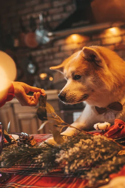 Huisdier Liefhebber Concept Japanse Hond Bokeh Twinkle Avond December Noel — Stockfoto