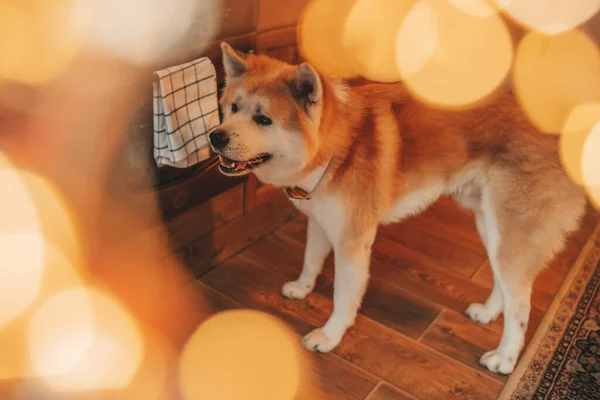 Pet Conceito Amante Cão Japonês Véspera Brilhar Bokeh Dezembro Noel — Fotografia de Stock