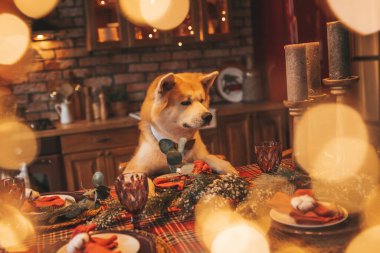 Evcil hayvan sever Japon köpeği kavramı Bokeh twinkle Eve 25 Aralık Noel ağacı ahşap kır evinde. Yeni yıl çelenkleri Noel 'de insanlar gibi evcil hayvanları aydınlatır.