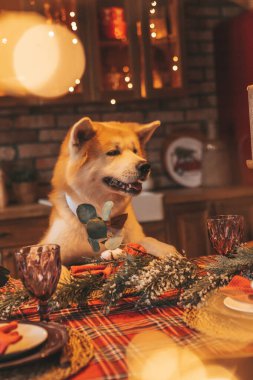 Evcil hayvan sever Japon köpeği kavramı Bokeh twinkle Eve 25 Aralık Noel ağacı ahşap kır evinde. Yeni yıl çelenkleri Noel 'de insanlar gibi evcil hayvanları aydınlatır.