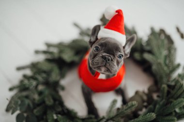 Mavi gözlü, sevimli, genç, Fransız buldog yavrusu Noel 'de evde vakit geçiriyor. Mutlu stil sahibi köpek kılıklı Noel kıyafetleri ile yeni yılı kutluyoruz.