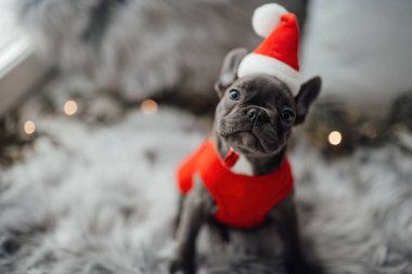 Mavi gözlü, sevimli, genç, Fransız buldog yavrusu Noel 'de evde vakit geçiriyor. Mutlu stil sahibi köpek kılıklı Noel kıyafetleri ile yeni yılı kutluyoruz.