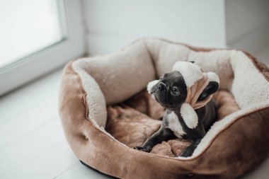 Mavi gözlü, sevimli, genç, Fransız buldog yavrusu Noel 'de evde vakit geçiriyor. Mutlu stil sahibi köpek kılıklı Noel kıyafetleri ile yeni yılı kutluyoruz.