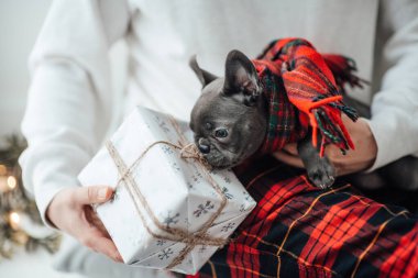 Mavi gözlü, sevimli, genç, Fransız buldog yavrusu Noel 'de ev sahibiyle vakit geçiriyor. Mutlu stil sahibi köpek kılıklı Noel kıyafetleri ile yeni yılı kutluyoruz.