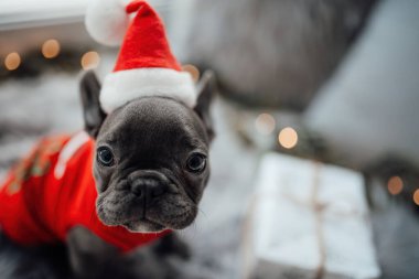 Mavi gözlü, sevimli, genç, Fransız buldog yavrusu Noel 'de evde vakit geçiriyor. Mutlu stil sahibi köpek kılıklı Noel kıyafetleri ile yeni yılı kutluyoruz.