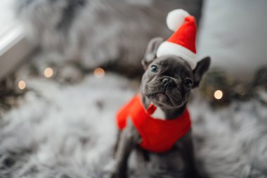 Mavi gözlü, sevimli, genç, Fransız buldog yavrusu Noel 'de evde vakit geçiriyor. Mutlu stil sahibi köpek kılıklı Noel kıyafetleri ile yeni yılı kutluyoruz.