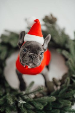 Mavi gözlü, sevimli, genç, Fransız buldog yavrusu Noel 'de evde vakit geçiriyor. Mutlu stil sahibi köpek kılıklı Noel kıyafetleri ile yeni yılı kutluyoruz.