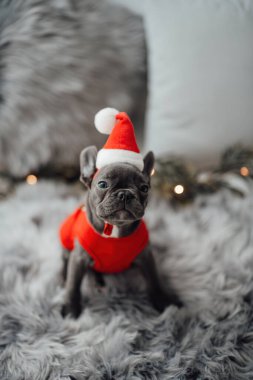 Mavi gözlü, sevimli, genç, Fransız buldog yavrusu Noel 'de evde vakit geçiriyor. Mutlu stil sahibi köpek kılıklı Noel kıyafetleri ile yeni yılı kutluyoruz.