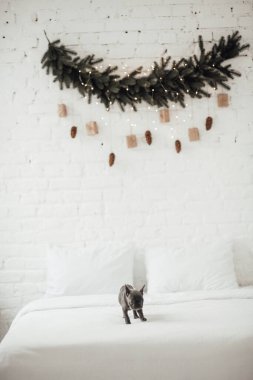 Mavi gözlü, şirin, genç, Fransız buldog yavrusu Noel arifesinde vakit geçiriyor. Mutlu stil sahibi sevimli köpek evde yeni yıl tatilini kutluyor.