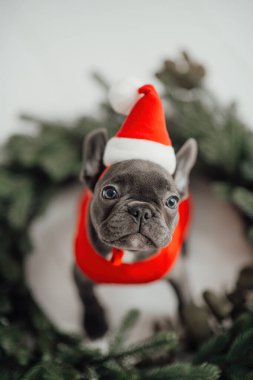 Mavi gözlü, sevimli, genç, Fransız buldog yavrusu Noel 'de evde vakit geçiriyor. Mutlu stil sahibi köpek kılıklı Noel kıyafetleri ile yeni yılı kutluyoruz.
