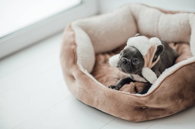 Mavi gözlü, sevimli, genç, Fransız buldog yavrusu Noel 'de evde vakit geçiriyor. Mutlu stil sahibi köpek kılıklı Noel kıyafetleri ile yeni yılı kutluyoruz.