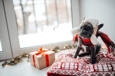 Noel arifesinde Xmas 'ın yanında mavi gözlü sevimli, genç bir buldog yavrusu. Mutlu stil sahibi sevimli köpek evde yeni yıl tatilini kutluyor.