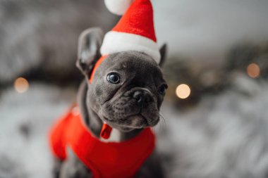 Mavi gözlü, sevimli, genç, Fransız buldog yavrusu Noel 'de evde vakit geçiriyor. Mutlu stil sahibi köpek kılıklı Noel kıyafetleri ile yeni yılı kutluyoruz.