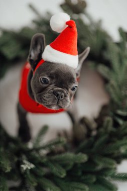 Mavi gözlü, sevimli, genç, Fransız buldog yavrusu Noel 'de evde vakit geçiriyor. Mutlu stil sahibi köpek kılıklı Noel kıyafetleri ile yeni yılı kutluyoruz.