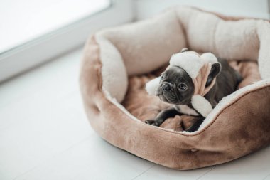 Mavi gözlü, sevimli, genç, Fransız buldog yavrusu Noel 'de evde vakit geçiriyor. Mutlu stil sahibi köpek kılıklı Noel kıyafetleri ile yeni yılı kutluyoruz.