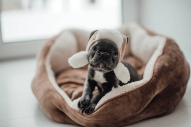 Mavi gözlü, sevimli, genç, Fransız buldog yavrusu Noel 'de evde vakit geçiriyor. Mutlu stil sahibi köpek kılıklı Noel kıyafetleri ile yeni yılı kutluyoruz.