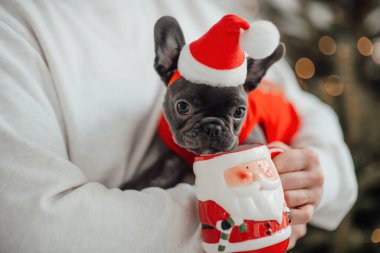 Mavi gözlü, sevimli, genç, Fransız buldog yavrusu Noel 'de ev sahibiyle vakit geçiriyor. Mutlu stil sahibi köpek kılıklı Noel kıyafetleri ile yeni yılı kutluyoruz.