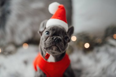 Mavi gözlü, sevimli, genç, Fransız buldog yavrusu Noel 'de evde vakit geçiriyor. Mutlu stil sahibi köpek kılıklı Noel kıyafetleri ile yeni yılı kutluyoruz.