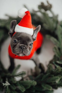Mavi gözlü, sevimli, genç, Fransız buldog yavrusu Noel 'de evde vakit geçiriyor. Mutlu stil sahibi köpek kılıklı Noel kıyafetleri ile yeni yılı kutluyoruz.