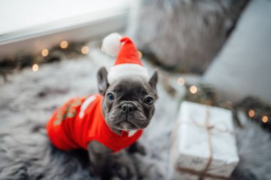 Mavi gözlü, sevimli, genç, Fransız buldog yavrusu Noel 'de evde vakit geçiriyor. Mutlu stil sahibi köpek kılıklı Noel kıyafetleri ile yeni yılı kutluyoruz.