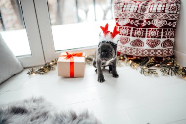Noel arifesinde Xmas 'ın yanında mavi gözlü sevimli, genç bir buldog yavrusu. Mutlu stil sahibi sevimli köpek evde yeni yıl tatilini kutluyor.
