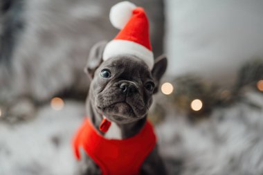 Mavi gözlü, sevimli, genç, Fransız buldog yavrusu Noel 'de evde vakit geçiriyor. Mutlu stil sahibi köpek kılıklı Noel kıyafetleri ile yeni yılı kutluyoruz.