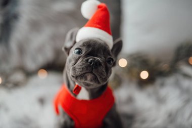 Mavi gözlü, sevimli, genç, Fransız buldog yavrusu Noel 'de evde vakit geçiriyor. Mutlu stil sahibi köpek kılıklı Noel kıyafetleri ile yeni yılı kutluyoruz.