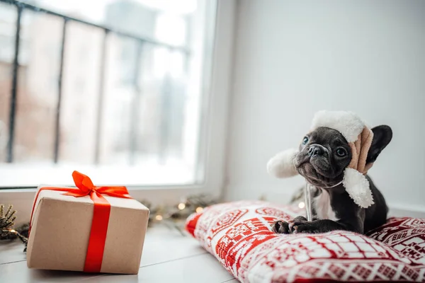 Niedliche Junge Französische Bulldogge Welpe Mit Blauen Augen Mit Weihnachtsgeschenk — Stockfoto
