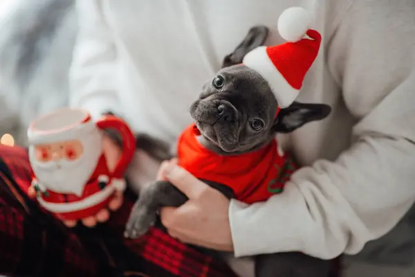 Cute Young French Bulldog Puppy Blue Eyes Spending Time Hands — Stock Photo, Image