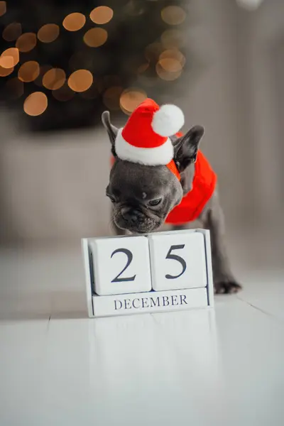 Cute young french bulldog puppy with blue eyes with Xmas wooden cube calendar in holiday Christmas setting. Happy stylish adorable pet doggy celebrating New Year winter vacations at home