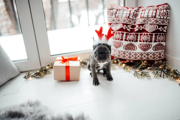 Lindo Perrito Bulldog Francés Joven Con Ojos Azules Con Navidad —  Fotos de Stock