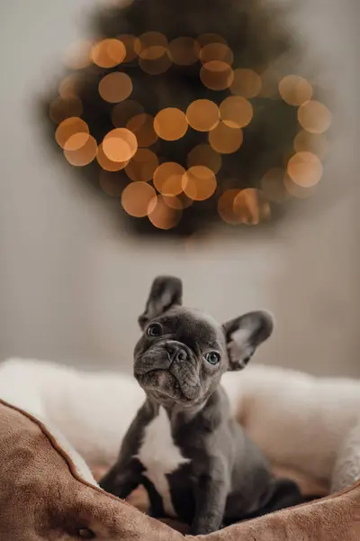 Cute Young French Bulldog Puppy Blue Eyes Spending Time Holiday — Stock Photo, Image