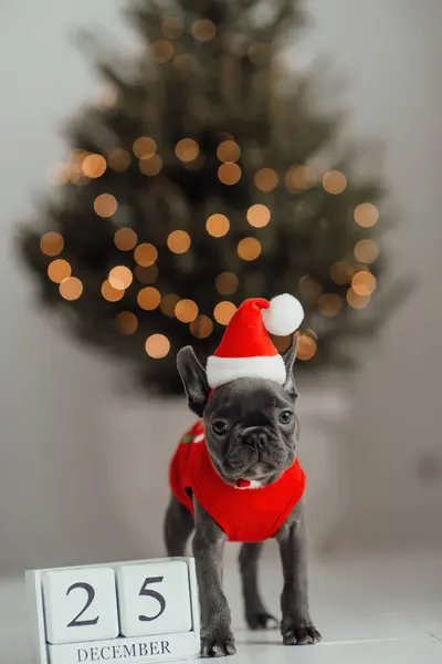 Netter Junger Französischer Bulldoggen Welpe Mit Blauen Augen Mit Weihnachtswürfelkalender — Stockfoto