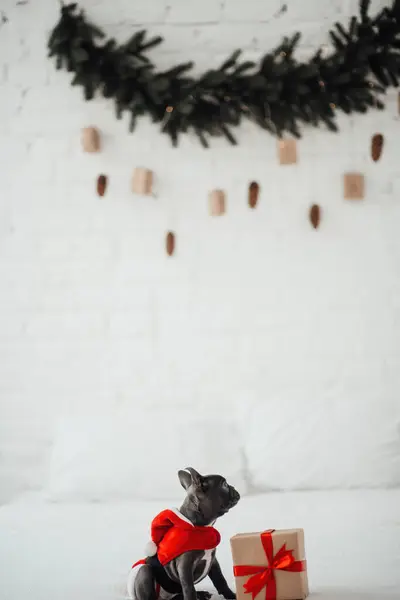 かわいい若いフランスのブルドッグの子犬とクリスマスの設定でXmasが存在する青い目 自宅で新年の冬休みを祝うハッピースタイリッシュな愛らしいペット犬 — ストック写真