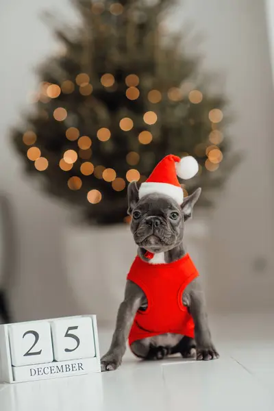 かわいい若いフランスのブルドッグの子犬 クリスマスの設定でXmasの木製キューブカレンダーと青い目 自宅で新年の冬休みを祝うハッピースタイリッシュな愛らしいペット犬 — ストック写真