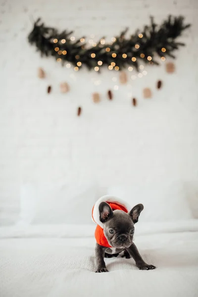 Cute young french bulldog puppy with blue eyes spending time at home holiday Christmas setting. Happy stylish pet doggy dressed Xmas clothing celebrating New Year winter vacations