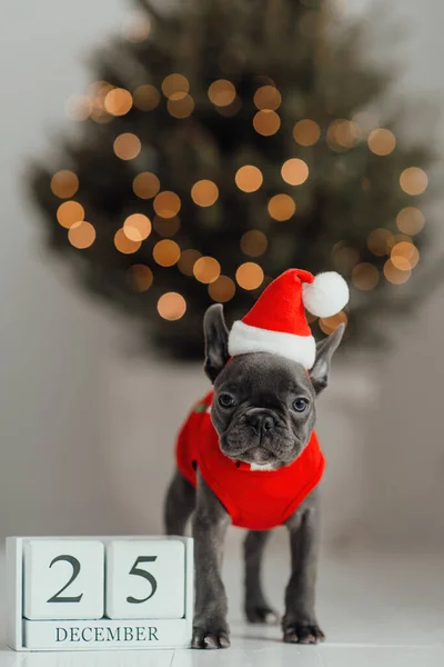 Lindo Cachorro Bulldog Francés Con Ojos Azules Con Calendario Cubo —  Fotos de Stock