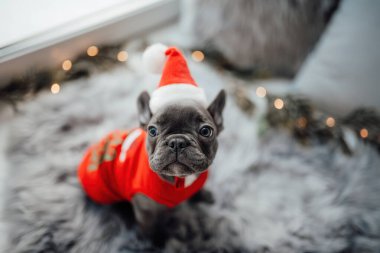Mavi gözlü, sevimli, genç, Fransız buldog yavrusu Noel 'de evde vakit geçiriyor. Mutlu stil sahibi köpek kılıklı Noel kıyafetleri ile yeni yılı kutluyoruz.