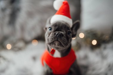 Mavi gözlü, sevimli, genç, Fransız buldog yavrusu Noel 'de evde vakit geçiriyor. Mutlu stil sahibi köpek kılıklı Noel kıyafetleri ile yeni yılı kutluyoruz.